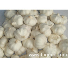 Neue Ernte Frischer guter Qualität chinesischer weißer Knoblauch